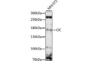 Western Blotting (WB) image for anti-Capicua Homolog (CIC) (AA 1379-1608) antibody (ABIN7266060)