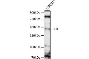 Western blot analysis of extracts of NIH/3T3, using CIC antibody (ABIN7266060) at 1:1000 dilution. (CIC 抗体  (AA 1379-1608))