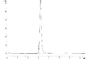 The purity of Cynomolgus PD-L1 is greater than 95 % as determined by SEC-HPLC. (PD-L1 Protein (AA 19-238) (Fc Tag))