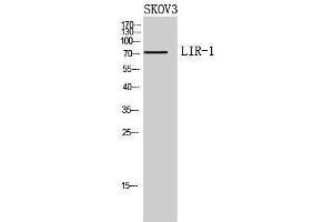 Western Blotting (WB) image for anti-Leukocyte Immunoglobulin-Like Receptor, Subfamily B (With TM and ITIM Domains), Member 1 (LILRB1) (Internal Region) antibody (ABIN3188022) (LILRB1 抗体  (Internal Region))