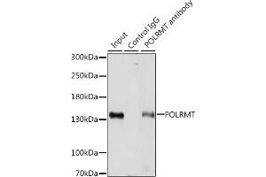 Immunoprecipitation analysis of 200 μg extracts of HepG2 cells, using 3 μg POLRMT antibody (ABIN7269460). (POLRMT 抗体  (AA 42-230))