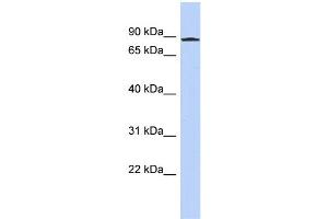 WB Suggested Anti-ANKZF1 Antibody Titration:  0. (ANKZF1 抗体  (N-Term))