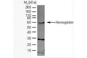 Western Blotting (WB) image for anti-Hemoglobin antibody (ABIN2473959) (Hemoglobin 抗体)