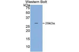 Western Blotting (WB) image for anti-Selectin P (Granule Membrane Protein 140kDa, Antigen CD62) (SELP) (AA 198-432) antibody (ABIN1860514) (P-Selectin 抗体  (AA 198-432))