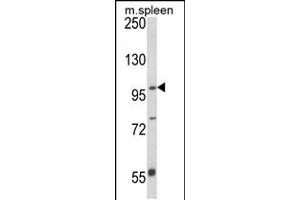 Western blot analysis of ANO5 Antibody in mouse spleen tissue lysates (35ug/lane) (Anoctamin 5 抗体  (C-Term))