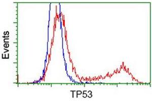 Image no. 3 for anti-Tumor Protein P53 (TP53) antibody (ABIN1499971) (p53 抗体)