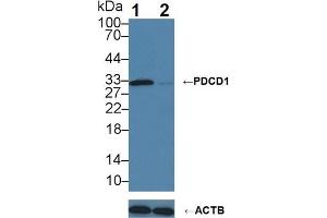 Knockout Varification: Lane 1: Wild-type Jurkat cell lysate, Lane 2: PDCD1 knockout Jurkat cell lysate, Predicted MW: 32 kDa Observed MW: 32 kDa Primary Ab: 3 μg/mL Rabbit Anti-Human PDCD1 Antibody Second Ab: 0. (PD-1 抗体  (AA 41-132))