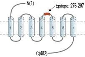 Representative domain view of the target of ABIN7884891.
