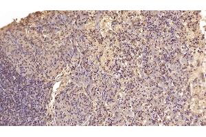Detection of MANF in Human Spleen Tissue using Monoclonal Antibody to Mesencephalic Astrocyte Derived Neurotrophic Factor (MANF) (MANF 抗体  (AA 28-182))