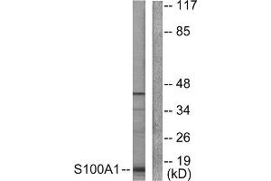 Western Blotting (WB) image for anti-S100 Calcium Binding Protein A1 (S100A1) (N-Term) antibody (ABIN1848767) (S100A1 抗体  (N-Term))