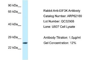 Western Blotting (WB) image for anti-Eukaryotic Translation Initiation Factor 3 Subunit K (EIF3K) (C-Term) antibody (ABIN2789046)