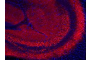 Indirect immunostaining of PFA fixed mouse hippocampus section (dilution 1 : 200; red). (SYN2 抗体  (AA 440-458))
