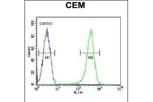 Flow cytometric analysis of CEM cells (right histogram) compared to a negative control cell (left histogram). (COX10 抗体  (C-Term))