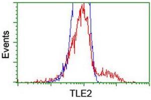 Flow Cytometry (FACS) image for anti-Transducin-Like Enhancer Protein 2 (TLE2) antibody (ABIN1501408) (TLE2 抗体)