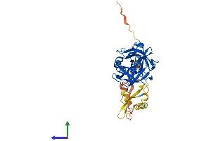 AlphaFold protein structure predicition of Mouse Recombinant Tmprss11a Protein, UniprotID Q3UQ41