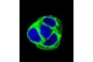 Immunofluorescence (IF) image for anti-Exocyst Complex Component 3-Like 1 (EXOC3L1) (AA 659-688), (C-Term) antibody (ABIN952140)