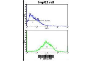 Flow cytometric analysis of HepG2 cells using WBP2 Antibody (bottom histogram) compared to a negative control cell (top histogram). (WBP2 抗体  (C-Term))
