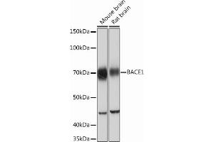 Western blot analysis of extracts of various cell lines, using B Rabbit mAb (ABIN7265879) at 1:1000 dilution. (BACE1 抗体)