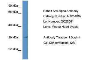 Western Blotting (WB) image for anti-Ribosomal Protein SA (RPSA) (N-Term) antibody (ABIN785703) (RPSA/Laminin Receptor 抗体  (N-Term))