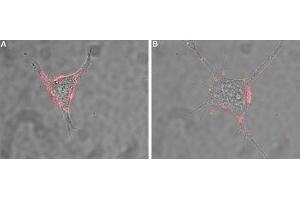 Immunocytochemistry (ICC) image for anti-Neural Cell Adhesion Molecule 1 (NCAM1) (AA 261-276), (Extracellular) antibody (ABIN7043350)