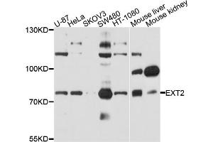 Western blot analysis of extracts of various cell lines, using EXT2 antibody (ABIN4903621) at 1:1000 dilution. (EXT2 抗体)