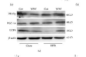 ATP content and BAT associated protein level in intrascapular BAT. (PPARG 抗体  (AA 315-420))