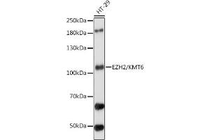 Western blot analysis of extracts of HT-29 cells, using EZH2/KMT6 antibody (ABIN6133510, ABIN6140394, ABIN6140397 and ABIN6218016) at 1:1000 dilution. (EZH2 抗体  (AA 50-150))