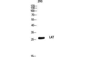 Western Blot (WB) analysis of 293 using LAT antibody.