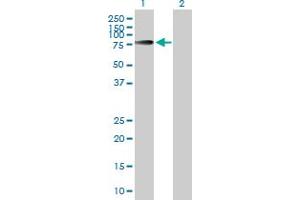 Western Blot analysis of INPP5E expression in transfected 293T cell line by INPP5E MaxPab polyclonal antibody. (INPP5E 抗体  (AA 1-644))