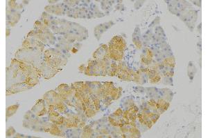ABIN6276778 at 1/100 staining Human pancreas tissue by IHC-P. (IDE 抗体  (N-Term))