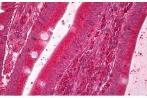 Anti-ERO1L antibody IHC staining of human small intestine. (ERO1L 抗体  (AA 105-118))