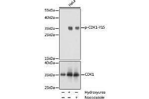 Western blot analysis of extracts of NIH/3T3 cells using Phospho-CDK1(Y15) Polyclonal Antibody at dilution of 1:1000. (CDK1 抗体  (pTyr15))
