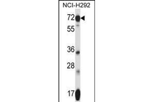 Western Blotting (WB) image for anti-Solute Carrier Family 41, Member 2 (SLC41A2) (AA 35-63), (N-Term) antibody (ABIN657753)
