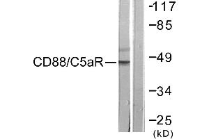 Immunohistochemistry analysis of paraffin-embedded human brain tissue using CD88/C5aR (Ab-338) antibody. (C5AR1 抗体  (Ser338))
