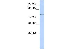 WB Suggested Anti-MECP2 Antibody Titration:  0. (MECP2 抗体  (Middle Region))