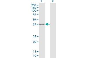 Western Blot analysis of PPP2R4 expression in transfected 293T cell line by PPP2R4 MaxPab polyclonal antibody.