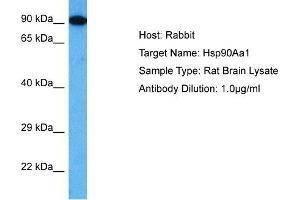Host: Rabbit Target Name: HSP90AA1 Sample Tissue: Rat Brain Antibody Dilution: 1ug/ml (HSP90AA1 抗体  (C-Term))