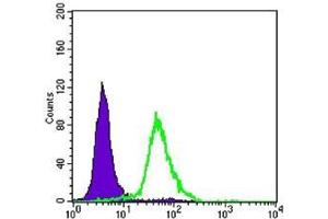 FC analysis of Hela cells using CRTC2 antibody (green) and negative control (purple). (CRTC2 抗体)