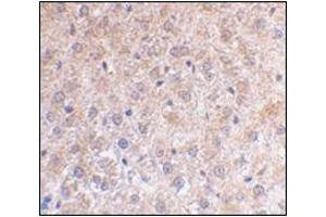 AP30639PU-N TP53INP1 antibody Immunohistochemical staining of Paraffin-Embedded Mouse Liver Sections at 2 μg/ml. (TP53INP1 抗体  (N-Term))