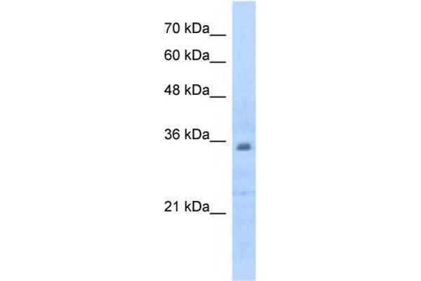 Prohibitin 2 抗体  (C-Term)