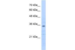 WB Suggested Anti-PHB2 Antibody Titration:  0. (Prohibitin 2 抗体  (C-Term))
