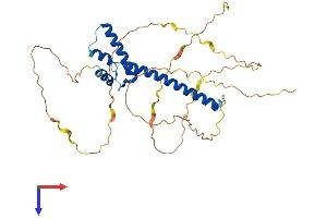 NEUROD4 Protein (AA 1-331) (His tag)