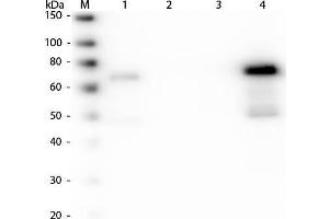Western Blot of Anti-Chicken IgM (mu chain) (GOAT) Antibody Peroxidase Conjugated . (山羊 anti-小鸡 IgM Antibody (FITC) - Preadsorbed)
