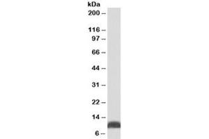 Western blot testing of HepG2 lysate with HSP10 antibody at 0. (HSPE1 抗体)