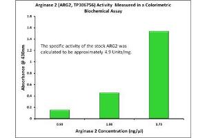 Activity Assay (AcA) image for Arginase, Type II (ARG2) (Active) protein (Myc-DYKDDDDK Tag) (ABIN2714866)