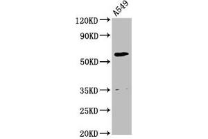 Western Blot Positive WB detected in: A549 whole cell lysate All lanes: AMH antibody at 2. (AMH 抗体  (AA 26-560))