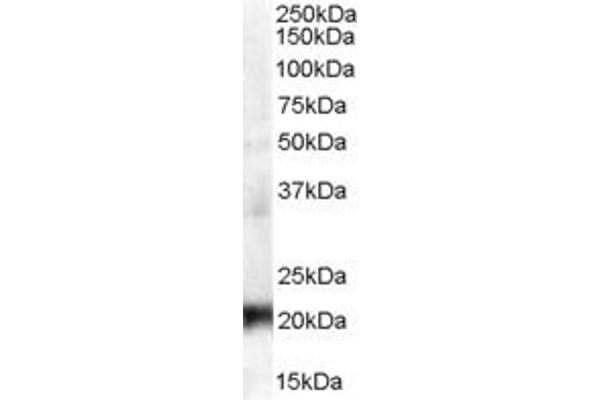 CBX3 抗体  (Internal Region)