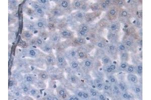 Detection of GLRX in Mouse Liver Tissue using Polyclonal Antibody to Glutaredoxin (GLRX) (Glutaredoxin 1 抗体  (AA 2-107))