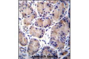 CES8 Antibody (C-term) (ABIN656888 and ABIN2846087) immunohistochemistry analysis in formalin fixed and paraffin embedded human stomach tissue followed by peroxidase conjugation of the secondary antibody and DAB staining.