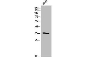 Western Blot analysis of A549 cells using Olfactory receptor 5B12 Polyclonal Antibody (OR5B12 抗体  (Internal Region))